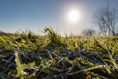 Ontdooiende grasprietjes in de winterzon