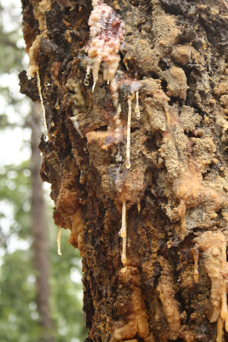 The Tears Of A Tree