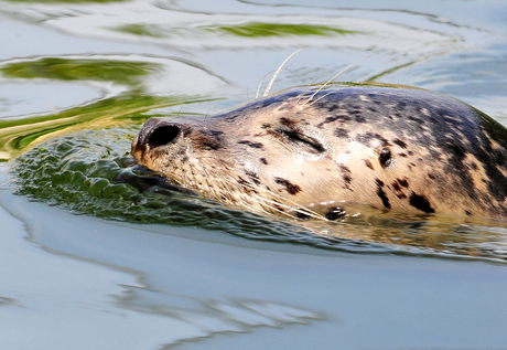 Zeehond