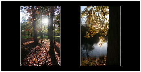 Zon in het bos ...