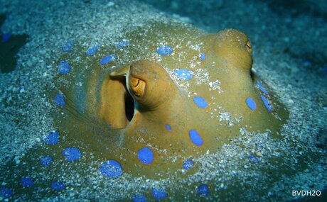Blue Spotted Ribbontail Stingray