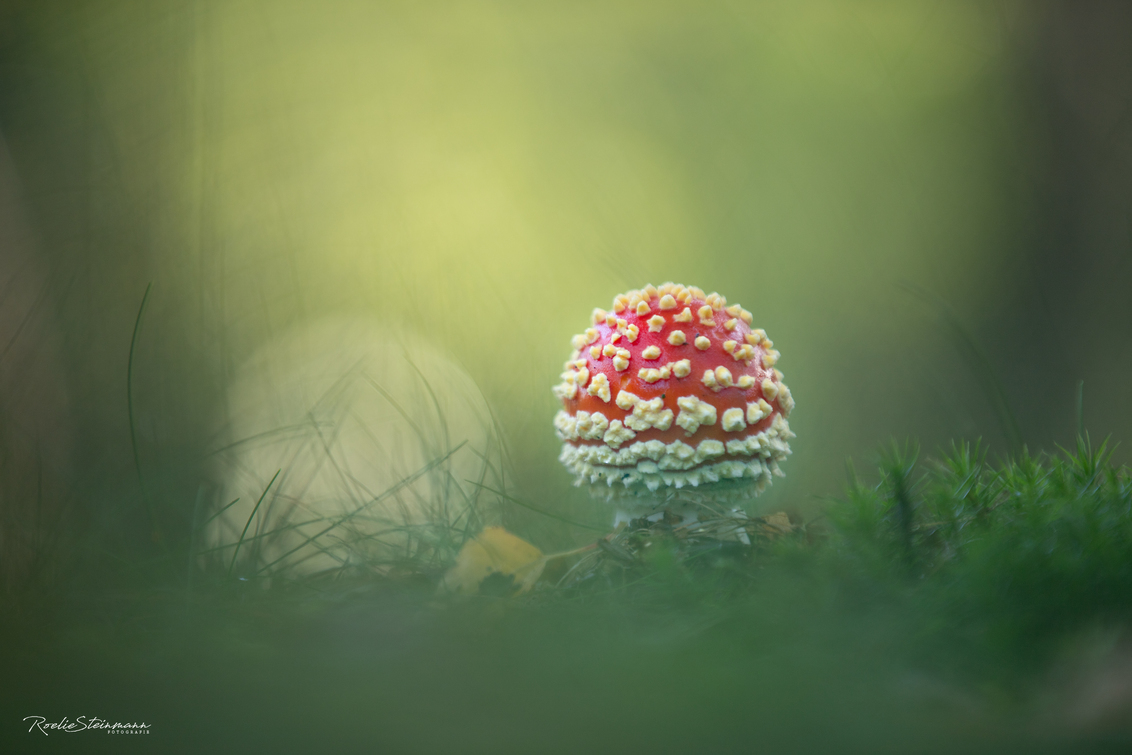 forrest lights - Zo even weer lekker een macrofoto gemaakt, met de zoomlens dat dan weer wel. Het is heerlijk paddenstoelen weer en ik zie bij ons echt honderden vlie - foto door steinmann.rp op 03-10-2019 - deze foto bevat: groen, rood, macro, wit, natuur, geel, licht, vliegenzwam, paddestoel, herfst, tegenlicht, dof, bokeh, kaapsebossen