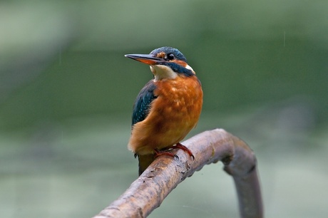 IJsvogel in de regen