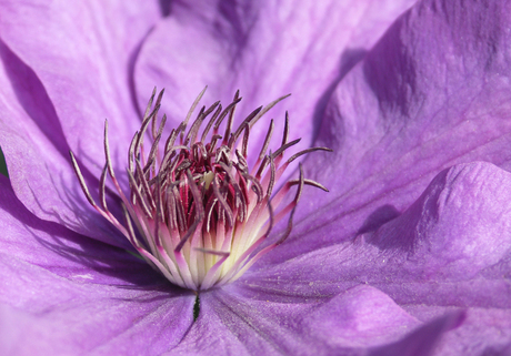 Clematis