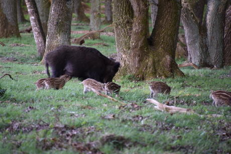 Kleintjes worden groter.