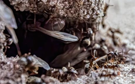 Ant cave