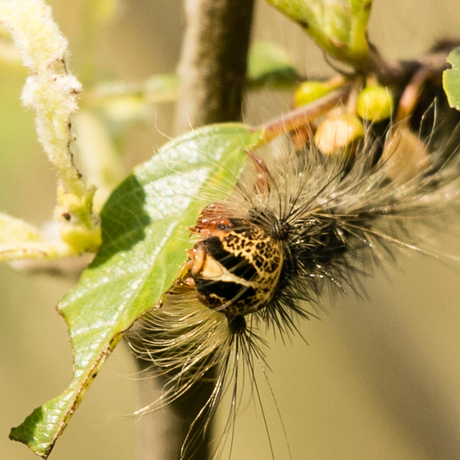 Rups van de Plakker