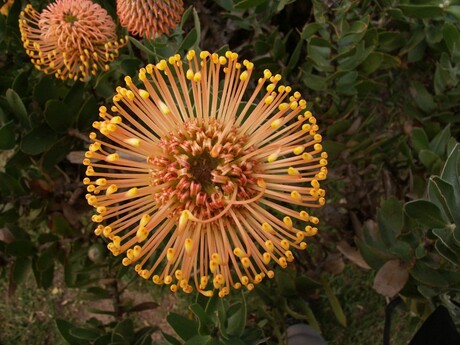 Bloemen in Zuid Afrika