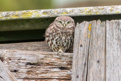 Steenuiltje in de Nieuwe Driemanspolder