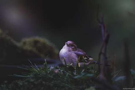 Vink