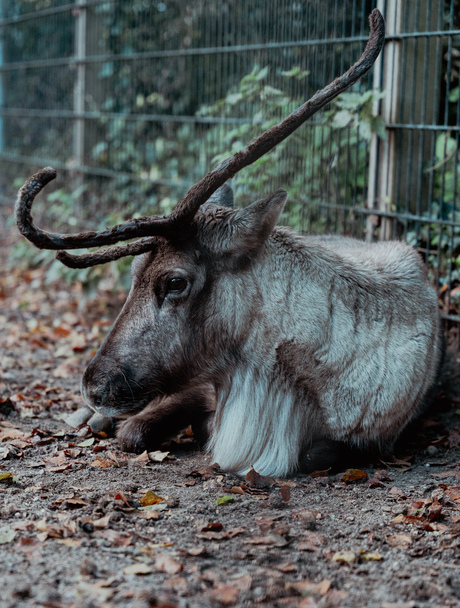 Dierentuin foto’s 