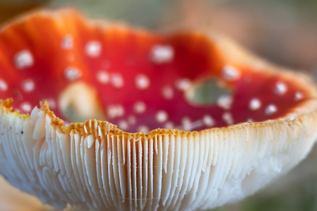 Rood met witte stippen