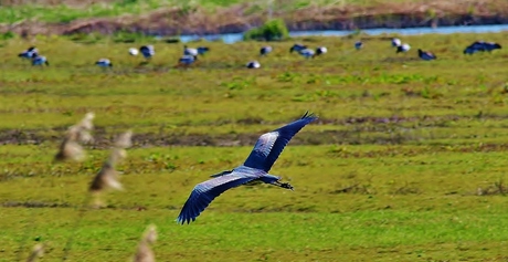 Nieuwe Dordtse Biesbosch