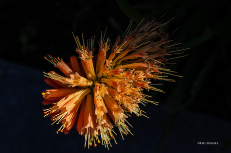 Vuurpijl (Kniphofia uvaria)