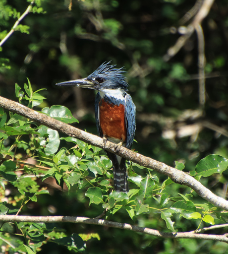 Royal kingfisher 