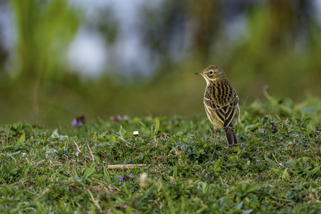 Turend over de weiden