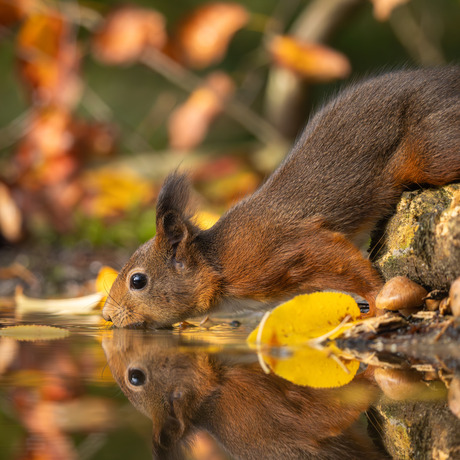 Drinkende Eekhoorn