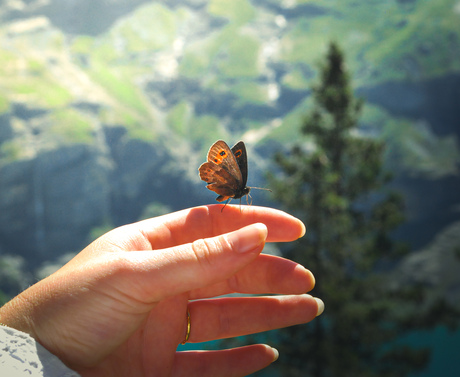 Vlinder op hand