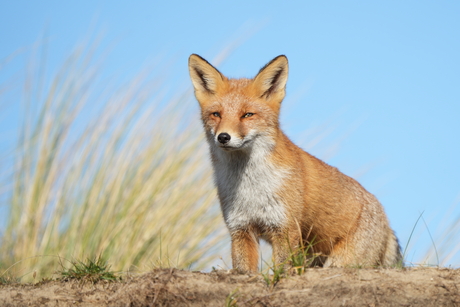 Vosje in de duinen