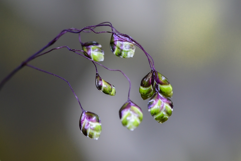 Foto's met de zoekterm 'tamron sp af 60mm f2 di ii macro 1:1 g005n