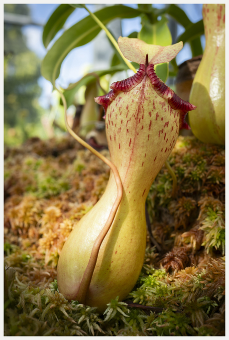 Paint me like one of your French girls