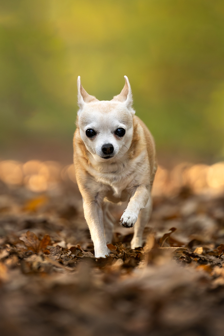 Race Chihuahua