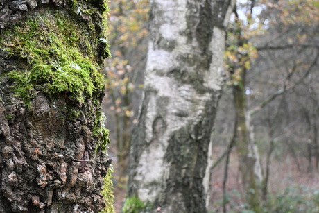 Berkenbos voorgrond schors en mors