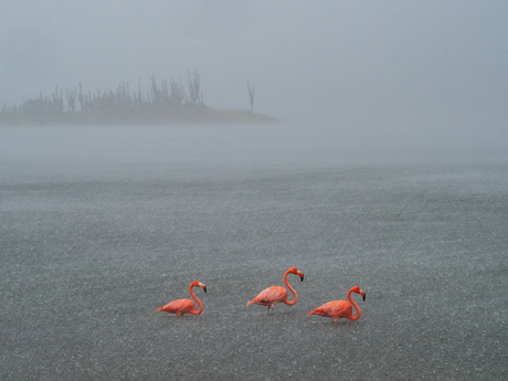 Flamingo's in de regen