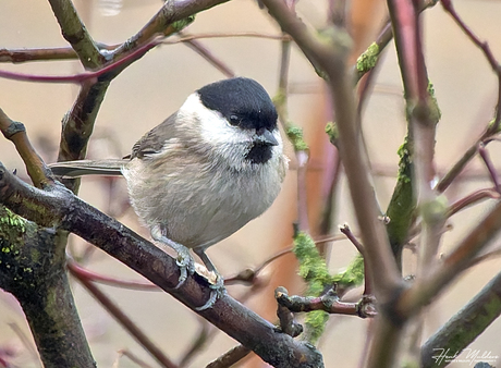 Glanskop (Poecile palustris)