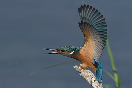 ijsvogel