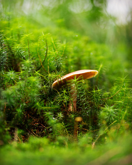 In de bossen van de Ardennen