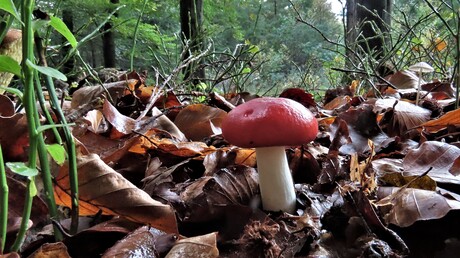 Braakrussula-Giftig.