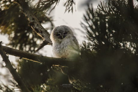 Takkeling dicht bij zijn nest