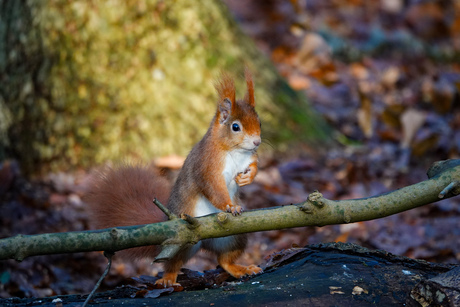 Keizerlijk eekhoorntje