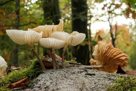 Zo maar langs de weg