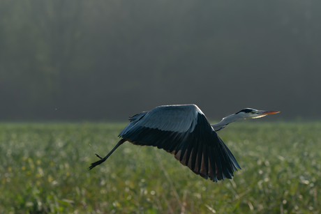 Reiger in broekpolder 2