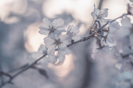 pastel bloesem