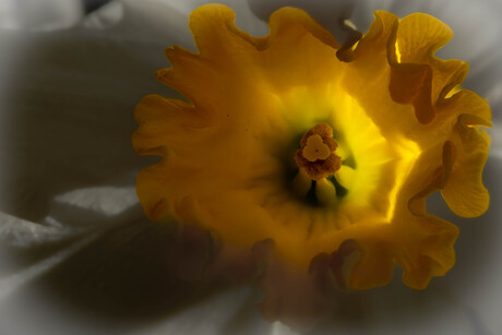 Narcis in de zon