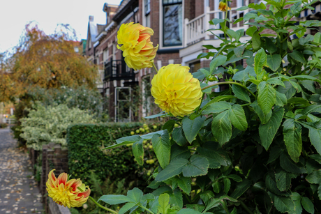 Dahlia's in bloei