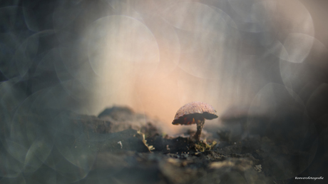 Zwavelkopje Paddenstoel