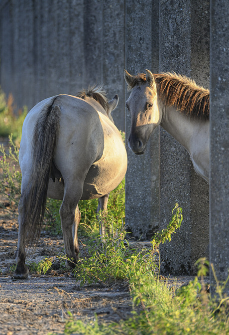 Konik paarden