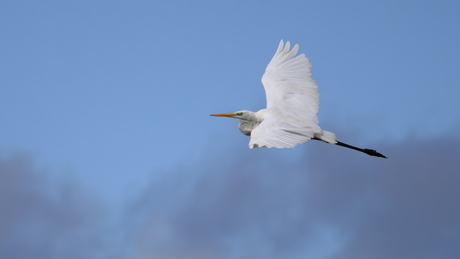 White FlyBy...