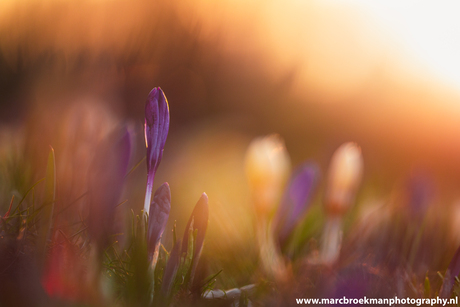 Krokus Lente 