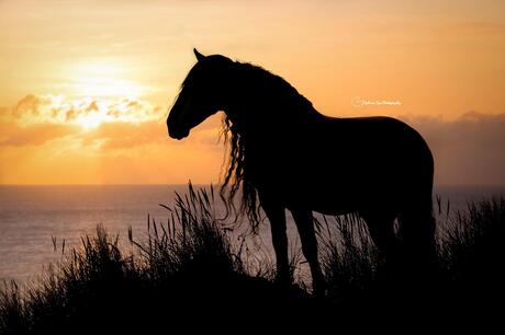 Paard Silhouet aan het strand