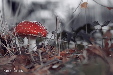 Rood met witte stippen 