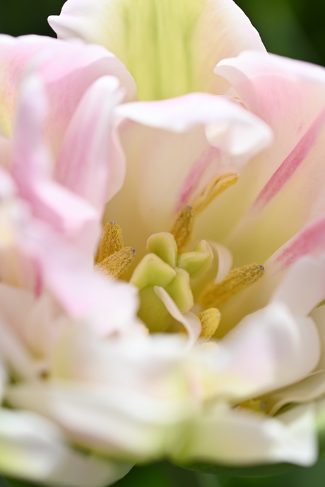 Macro tulp