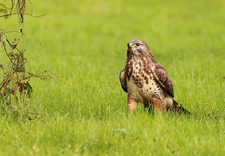 Buizerd 