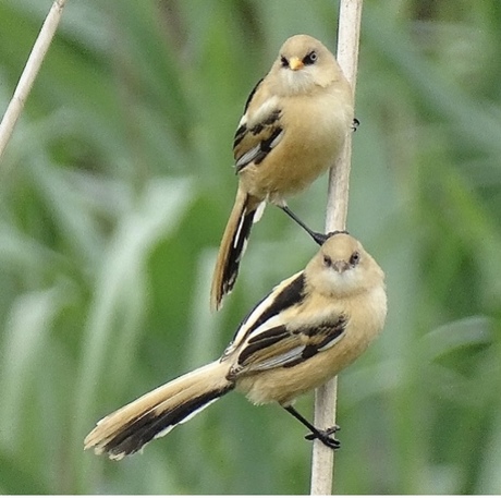 Juveniele baardmannetjes 