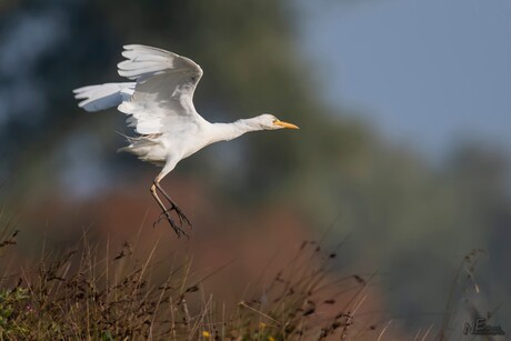 Koereiger