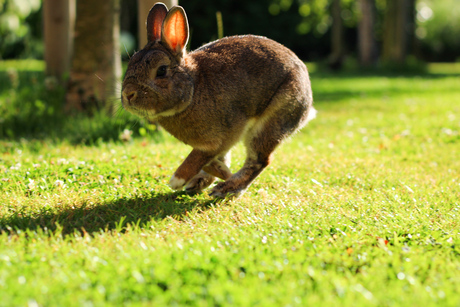 Konijntje in het gras